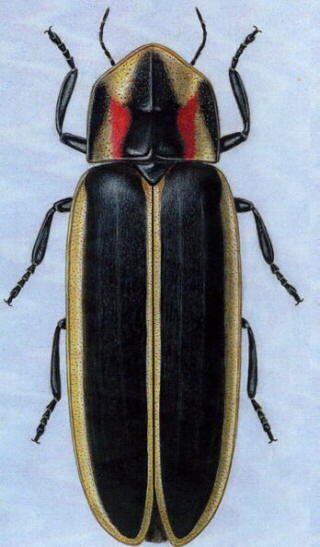 State Insect