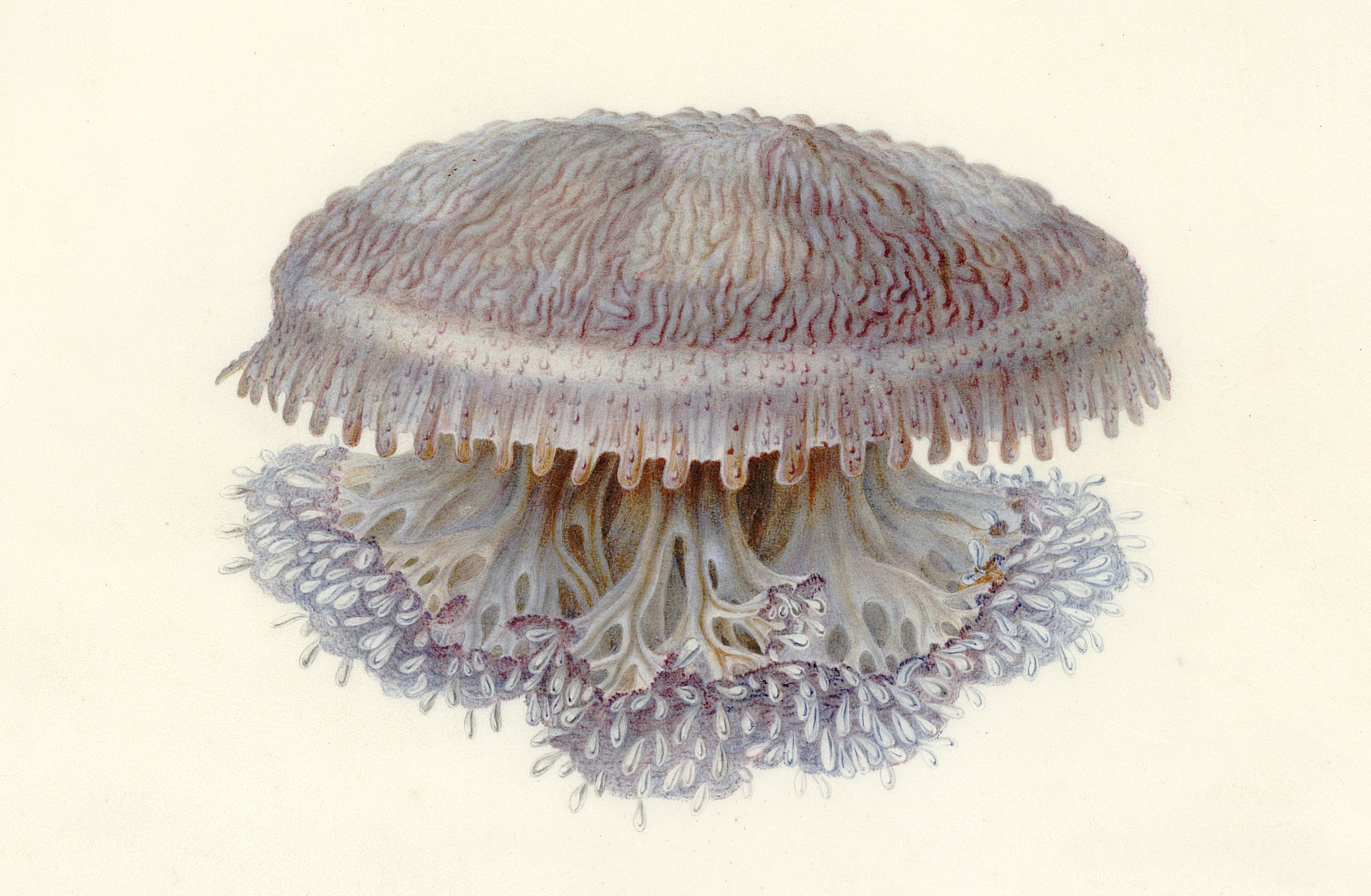 upside-down jellyfish