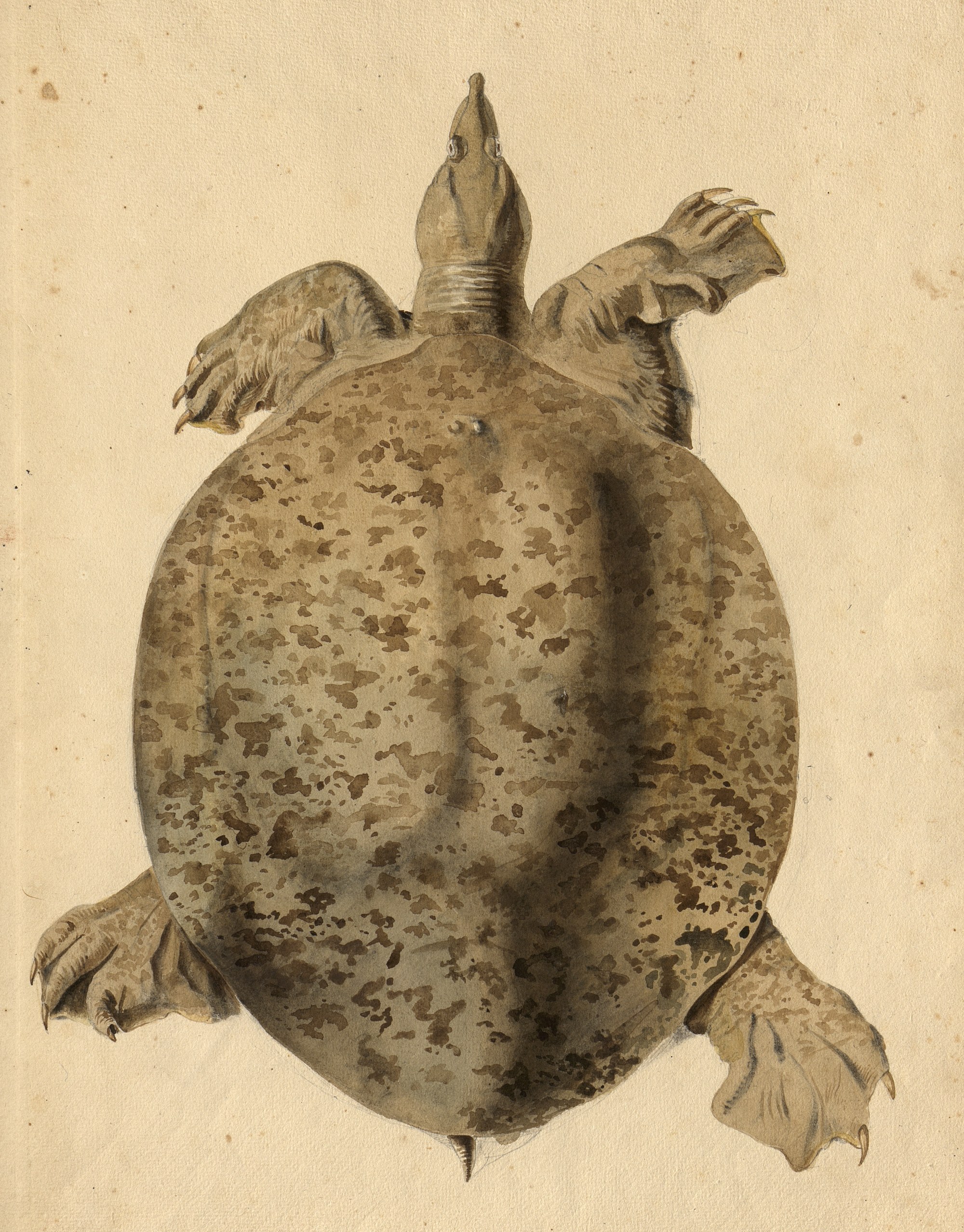 smooth softshell turtle