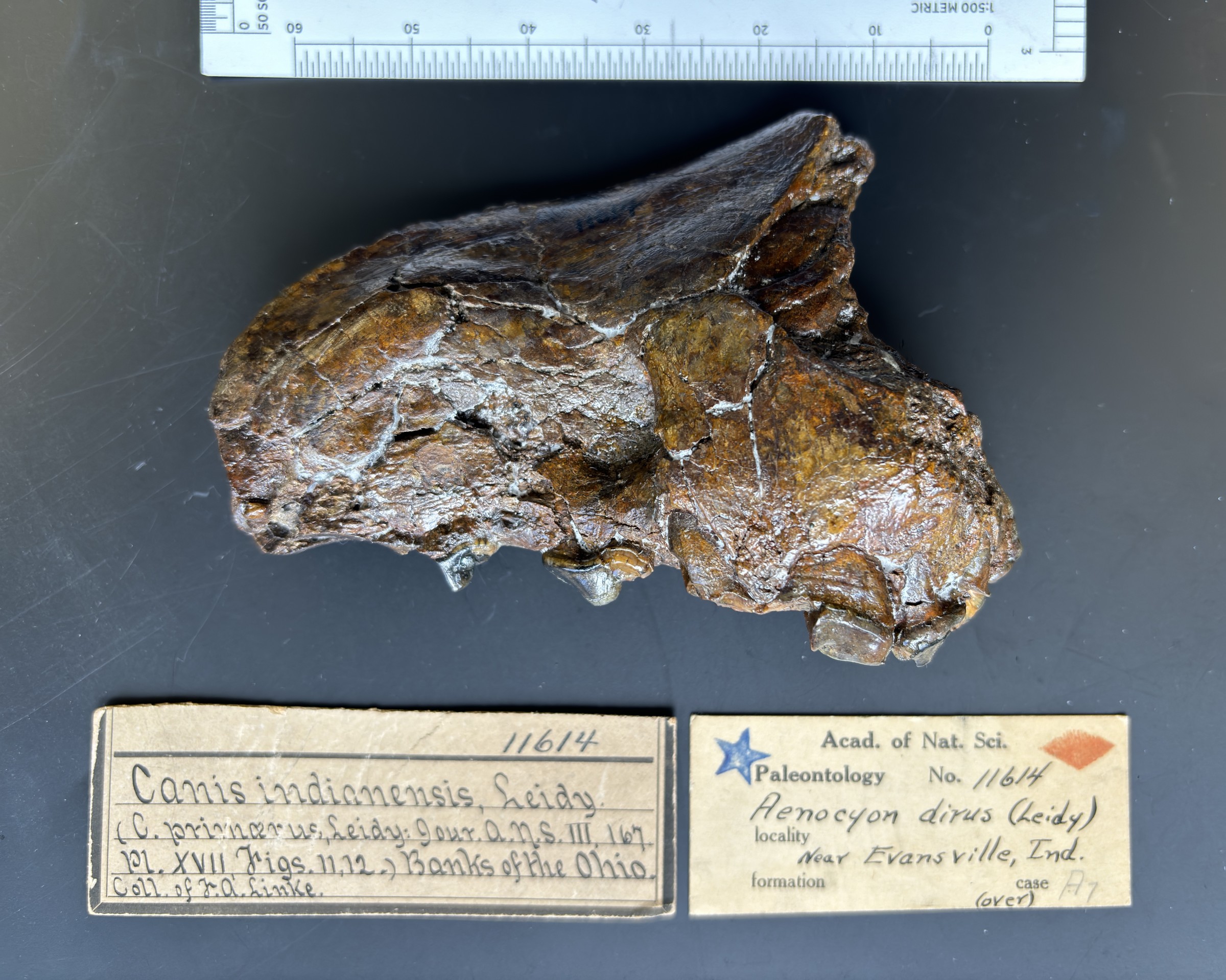 type specimen of dire wolf