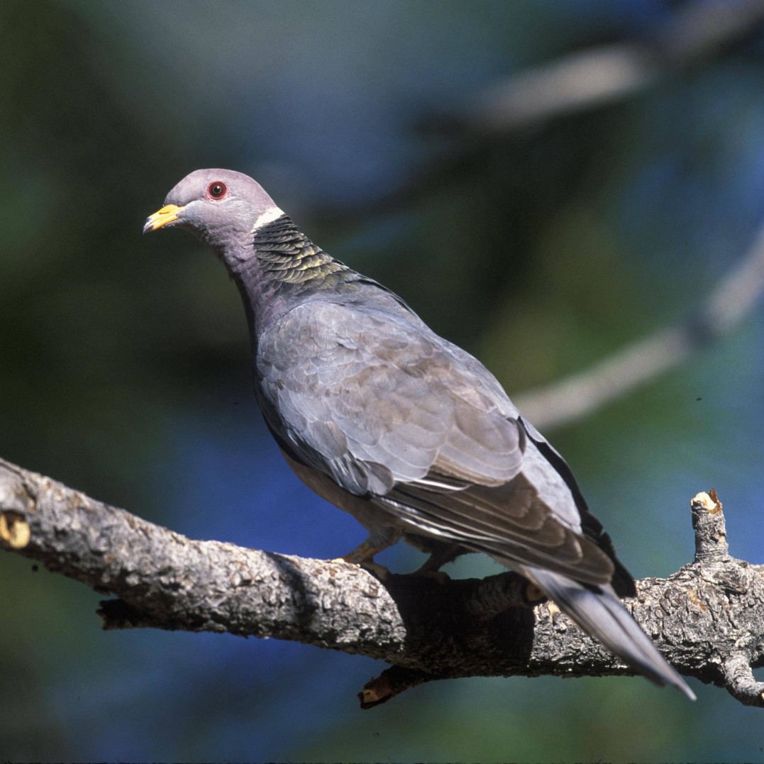 band-tailed pigeon