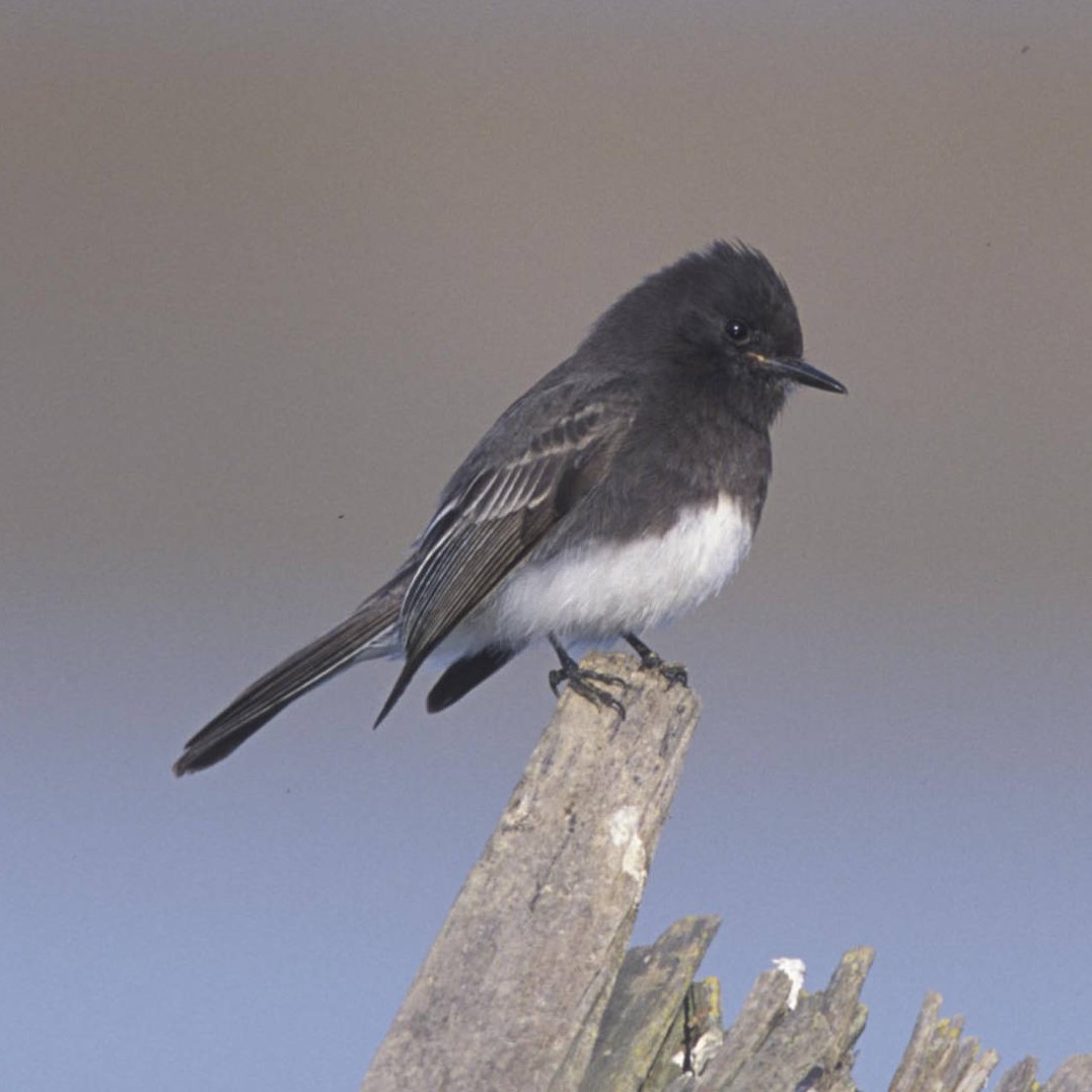 black phoebe