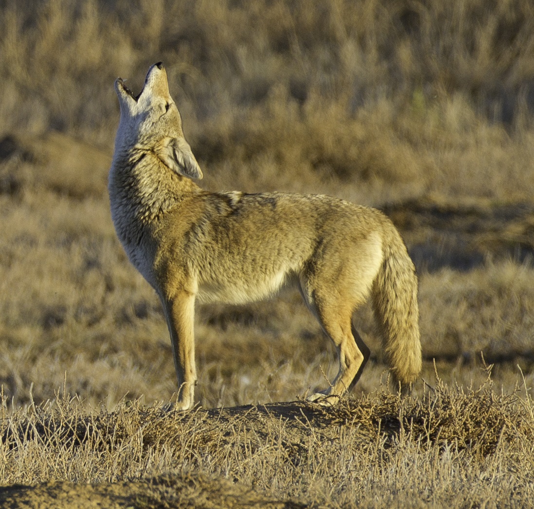 coyote_howl