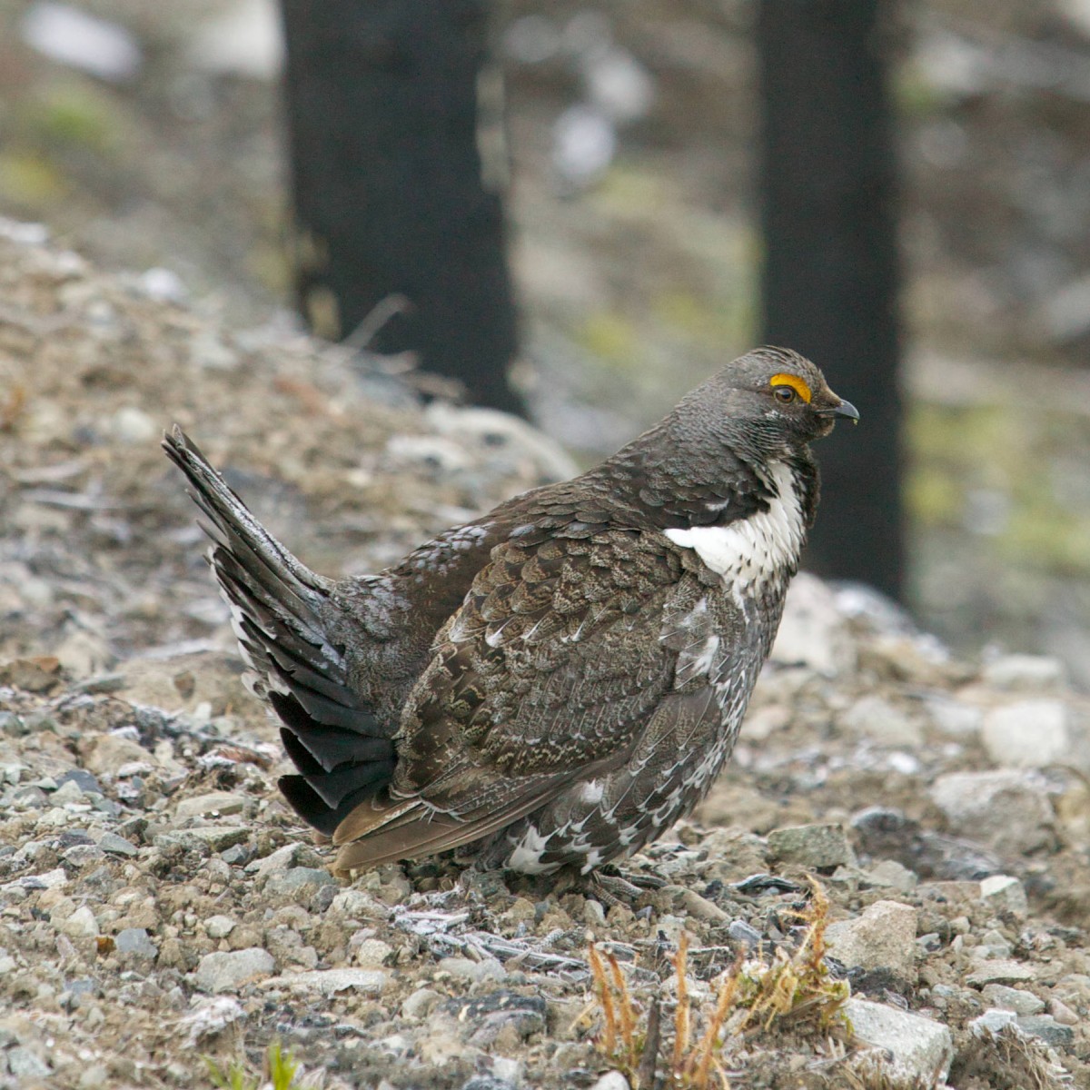 dusky grouse