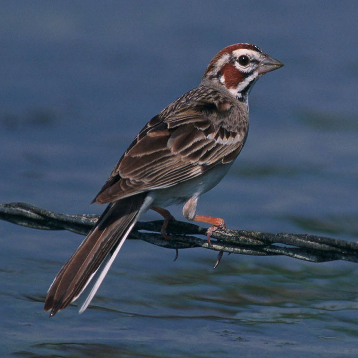 lark sparrow