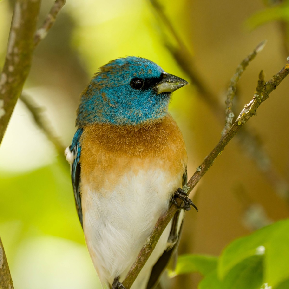 lazuli bunting