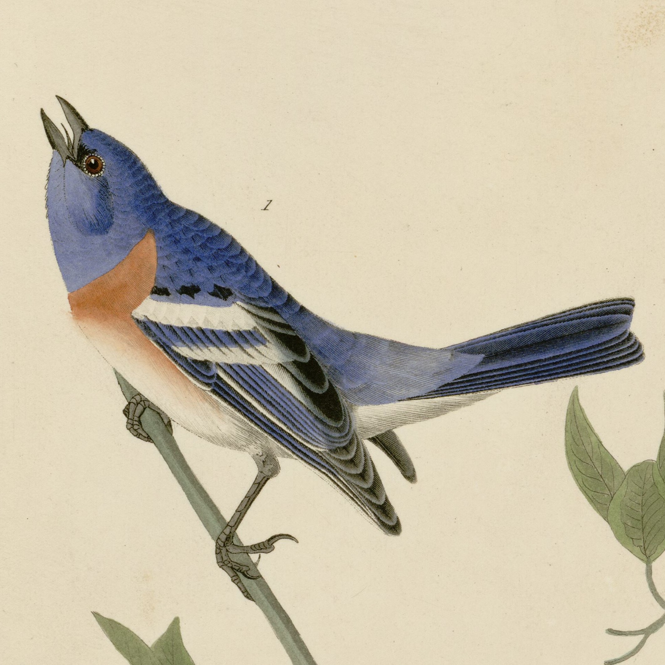 lazuli bunting