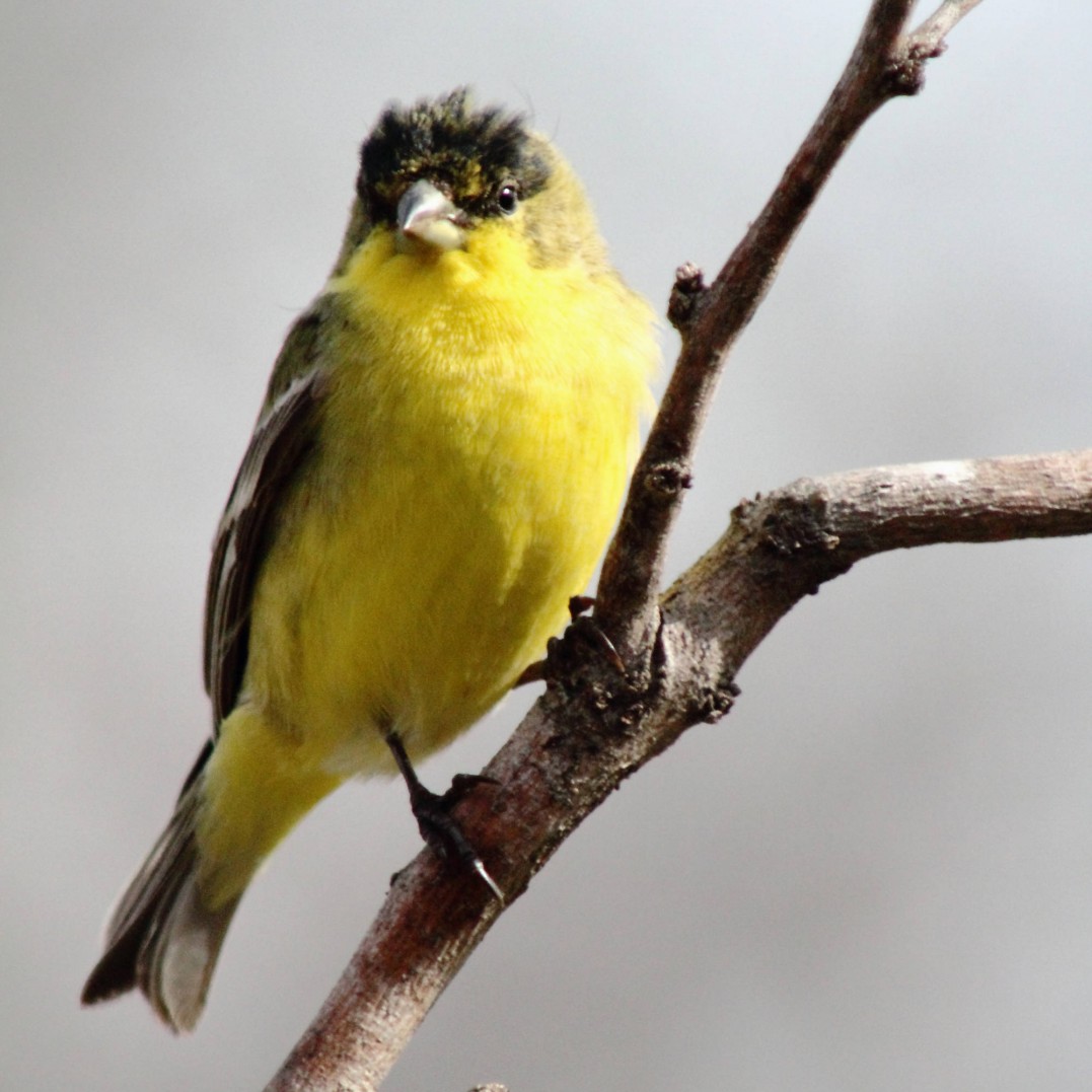 lesser goldfinch