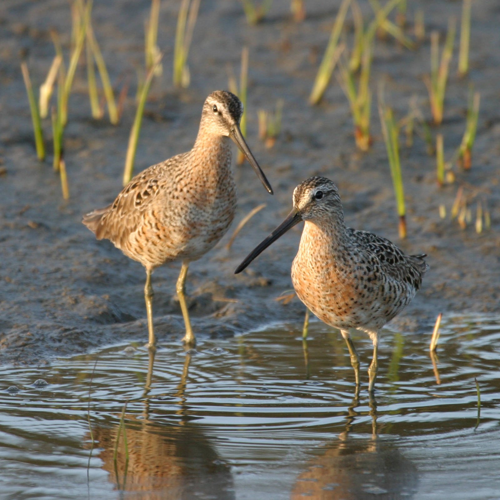 dowitcher