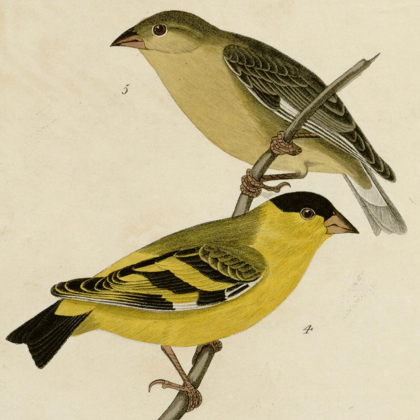 lesser goldfinch