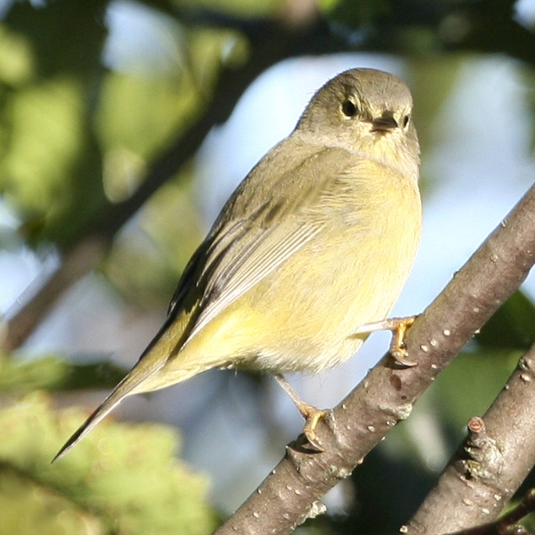 orange-crowned warbler