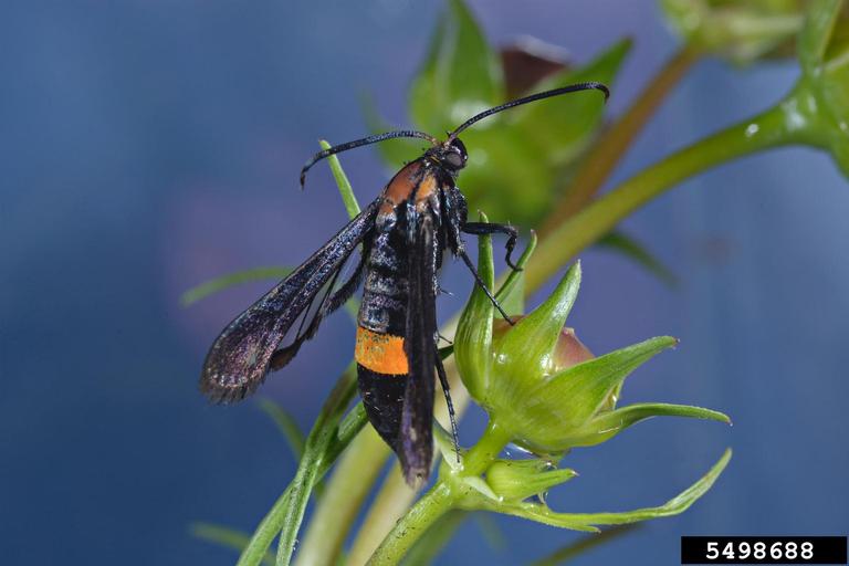 peach tree borer