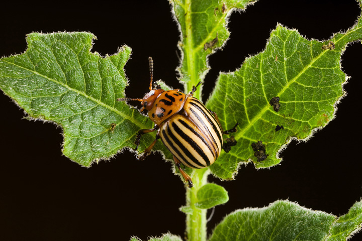 potato_beetle