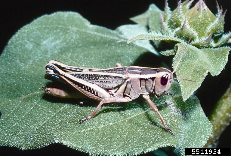 grasshopper