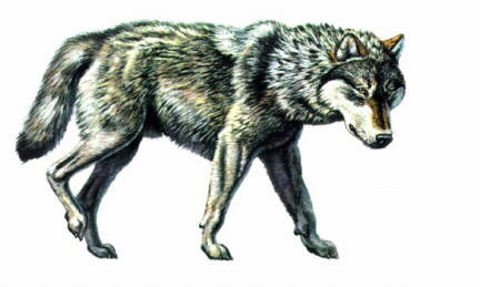 illustration of dire wolf